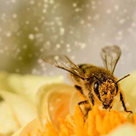 Sunfood Superfoods Bee Pollen Granules- Raw, Wild-Crafted - سن فود - Image 2