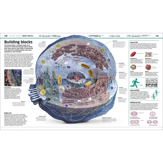 Knowledge Encyclopedia Hardcover - كتب دي كاي - Image 3