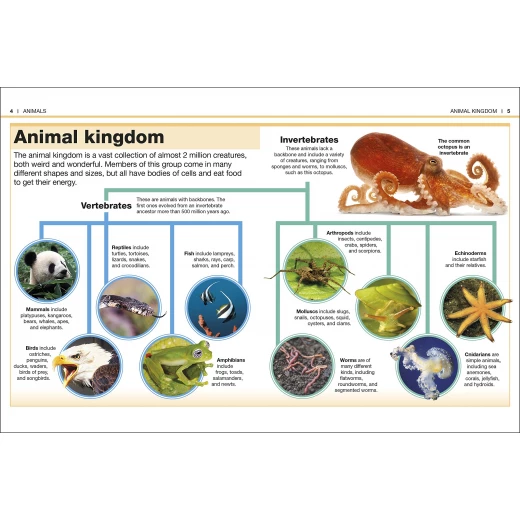 Pocket Eyewitness Animals - كتب دي كاي - Image 3