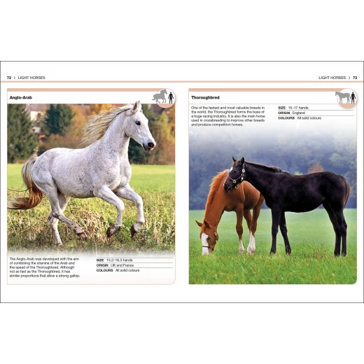 Pocket Eyewitness Horses - كتب دي كاي - Image 5