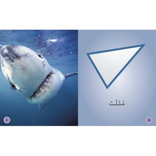 الاشكال - كولنز - كولينز بيج كات - Image 4
