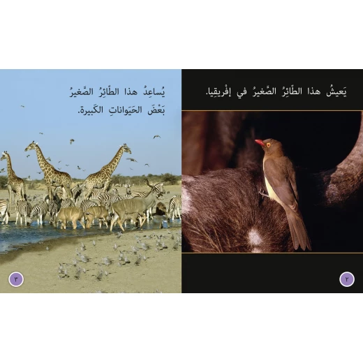 الطائر المساعد - كولنز - كولينز بيج كات - Image 4