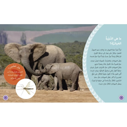 دورات الحياة - كولنز - كولينز بيج كات - Image 4
