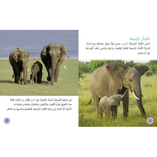 ملجأ الافيال - كولنز - كولينز بيج كات - Image 3
