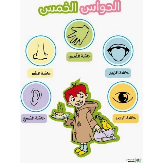 دار المجاني : مصور الصغار: ألحواس الخمس - دار المجاني - Image 2