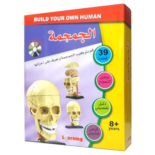 Anatomy – Skull Anatomy – Skull