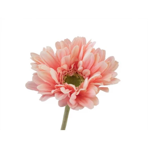 Madame Coco - Betta Gerbera Flower - Peach Pink - مدام كوكو - Image 2
