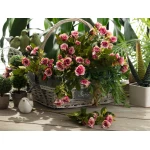 Madame Coco - La Bambola Rose 68 Cm, Pink - مدام كوكو
