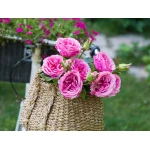 Madame Coco - La Bambola Rose, Pink - مدام كوكو