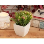Madame Coco - Minion Rose Pot With Plant, Pink - مدام كوكو