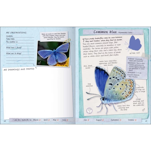 Miles Kelly - Handbook, Butterflies And Moths - مايلز كيلي - Image 2