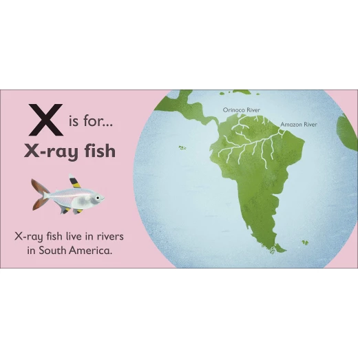 DK Book: X Is For X-ray Fish - DK Books - Image 4