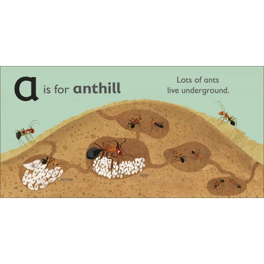 كتاب : اي هي النملة من دي كي - كتب دي كاي - Image 3