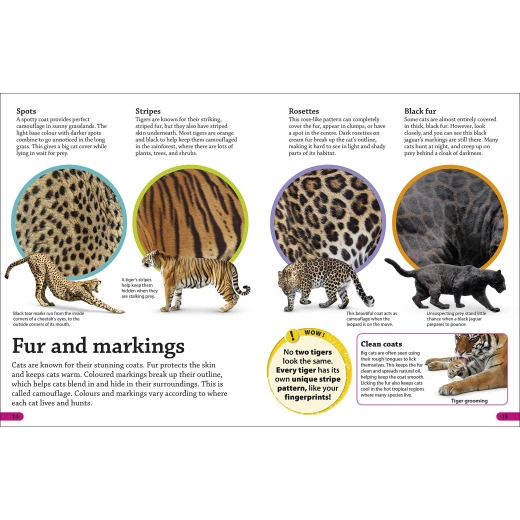 DK Books Publisher Findout! Big Cats Book - DK Books - Image 2