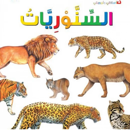 اسئلتي واجوبتي الاولى: السنوريات من دار المنهل اسئلتي واجوبتي الاولى: السنوريات من دار المنهل