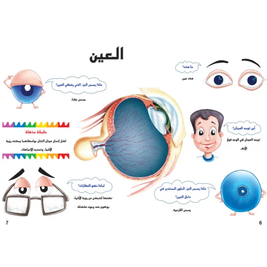 اسئلتي واجوبتي الاولى: جسم الانسان من دار المنهل - دار المنهل - Image 4