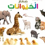 اسئلتي واجوبتي الاولى: صغار الحيوانات من دار المنهل - دار المنهل
