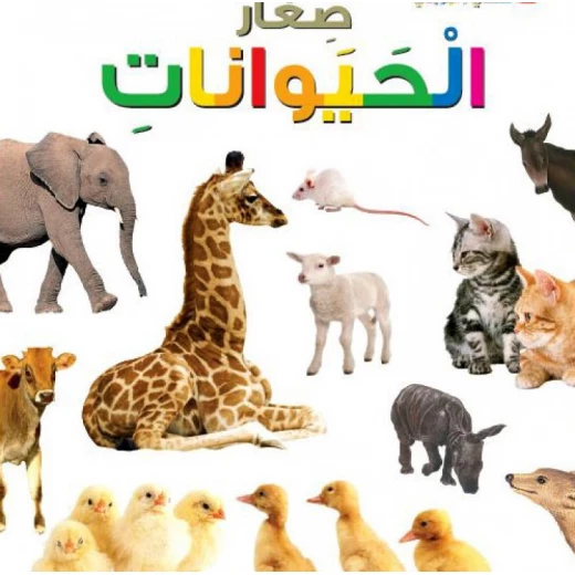 اسئلتي واجوبتي الاولى: صغار الحيوانات من دار المنهل اسئلتي واجوبتي الاولى: صغار الحيوانات من دار المنهل