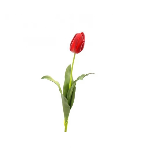 جذع زهرة التوليب, احمر من انجلش هوم - ارمن - Image 2