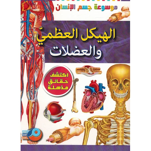 Practical experiment on the skeleton Practical experiment on the skeleton