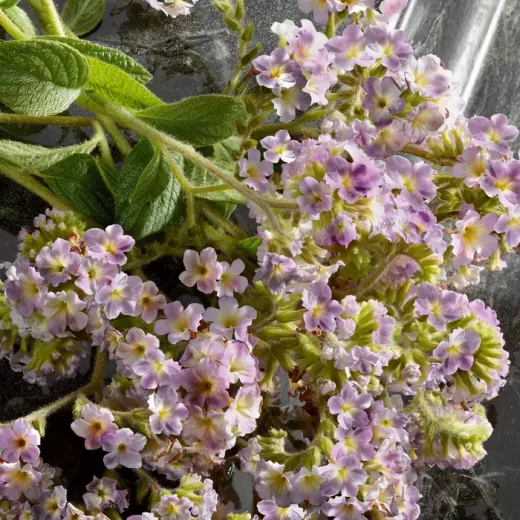 دولتشي اند غابانا كيو ماء عطر 100 مل للنساء عطر ساحر من الأزهار مجموعة هدايا عطرية رائحة متطورة - دولتشي اند غابانا - Image 5