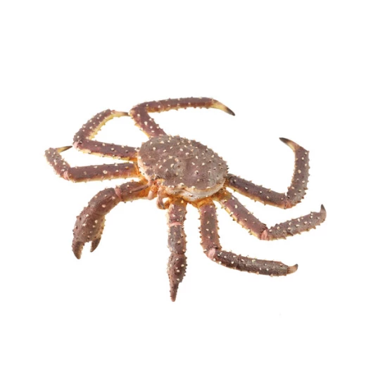 Collecta King Crab XL Realistic Animal Figure for Kids, Durable Toy, Red, 1 Count Collecta King Crab XL Realistic Animal Figure for Kids, Durable Toy, Red, 1 Count