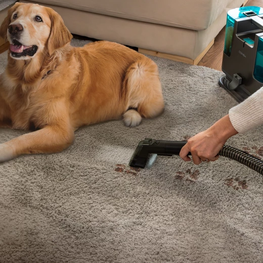 كونغا 3000 جهاز تنظيف المفروشات والبقع بالكهرباء، قوة 400 واط، بخزانين منفصلين للمياه، تصميم مدمج مع فوهات متعددة وخرطوم طويل من سيكوتك - سيكوتك - Image 7