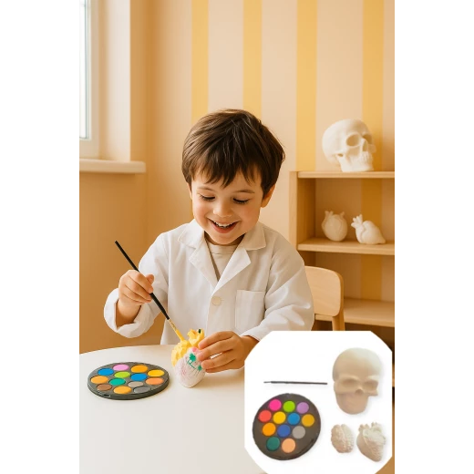 Sensoria ,Medical Set for coloring :skull, heart, brain gypsum models, water colors  - sensoria - Image 6