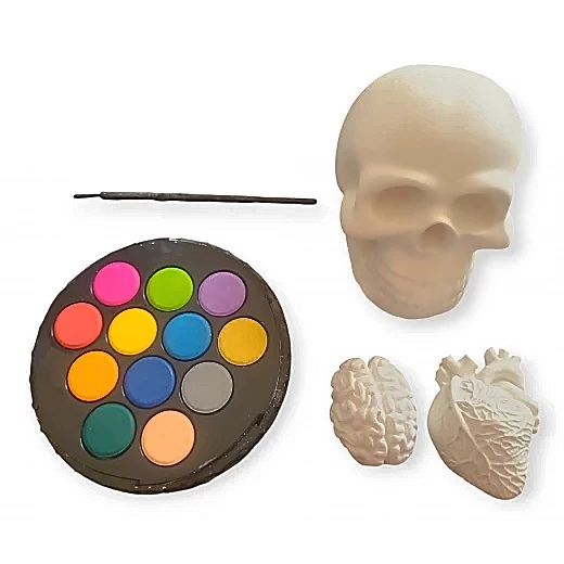 Sensoria ,Medical Set for coloring :skull, heart, brain gypsum models, water colors  - sensoria - Image 7