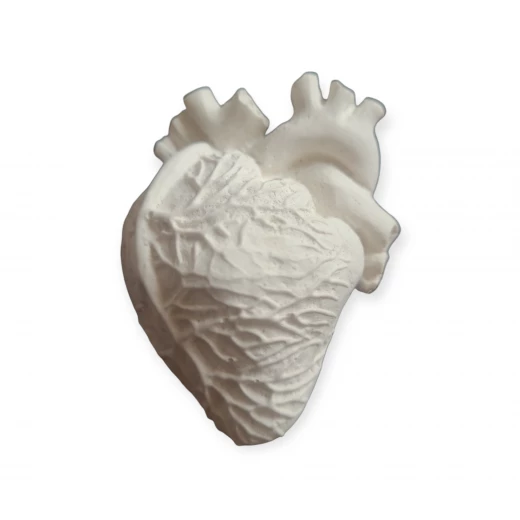 Sensoria ,Medical Set for coloring :skull, heart, brain gypsum models, water colors  - sensoria - Image 5