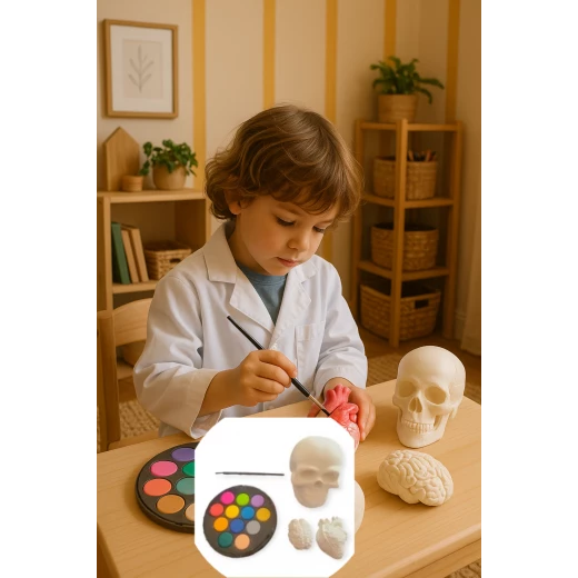 Sensoria ,Medical Set for coloring :skull, heart, brain gypsum models, water colors Sensoria ,Medical Set for coloring :skull, heart, brain gypsum models, water colors