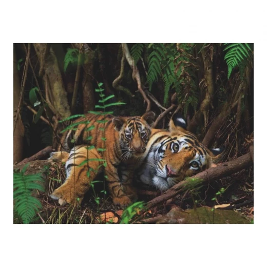 New York National Geographic Puzzle 1000 Pieces Mother Tiger and Cub - New York Puzzle Company - Image 4
