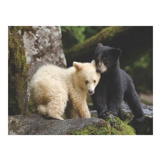 New York National Geographic Puzzle 1000 Pieces Bear Buddies - New York Puzzle Company - Image 4