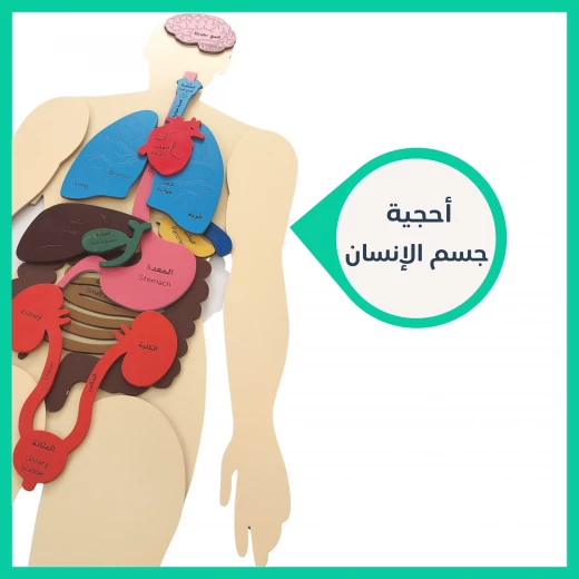 Human Body Wooden Puzzle - Ahjiah - Image 2