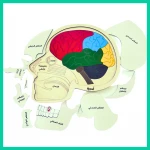 Wooden Brain Puzzle - Ahjiah