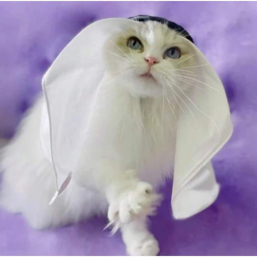 A stylish shemagh and agal for the cat from pets, one size - Pets - Image 2