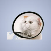 Recovery Collars & Cones